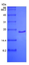 SDS-PAGE (FGF1-09H).jpg
